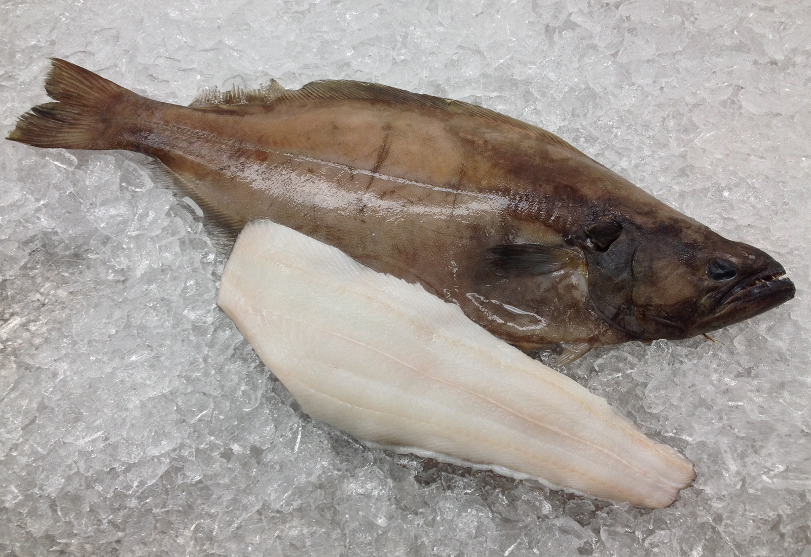 Greenland Halibut H&G Tail Off