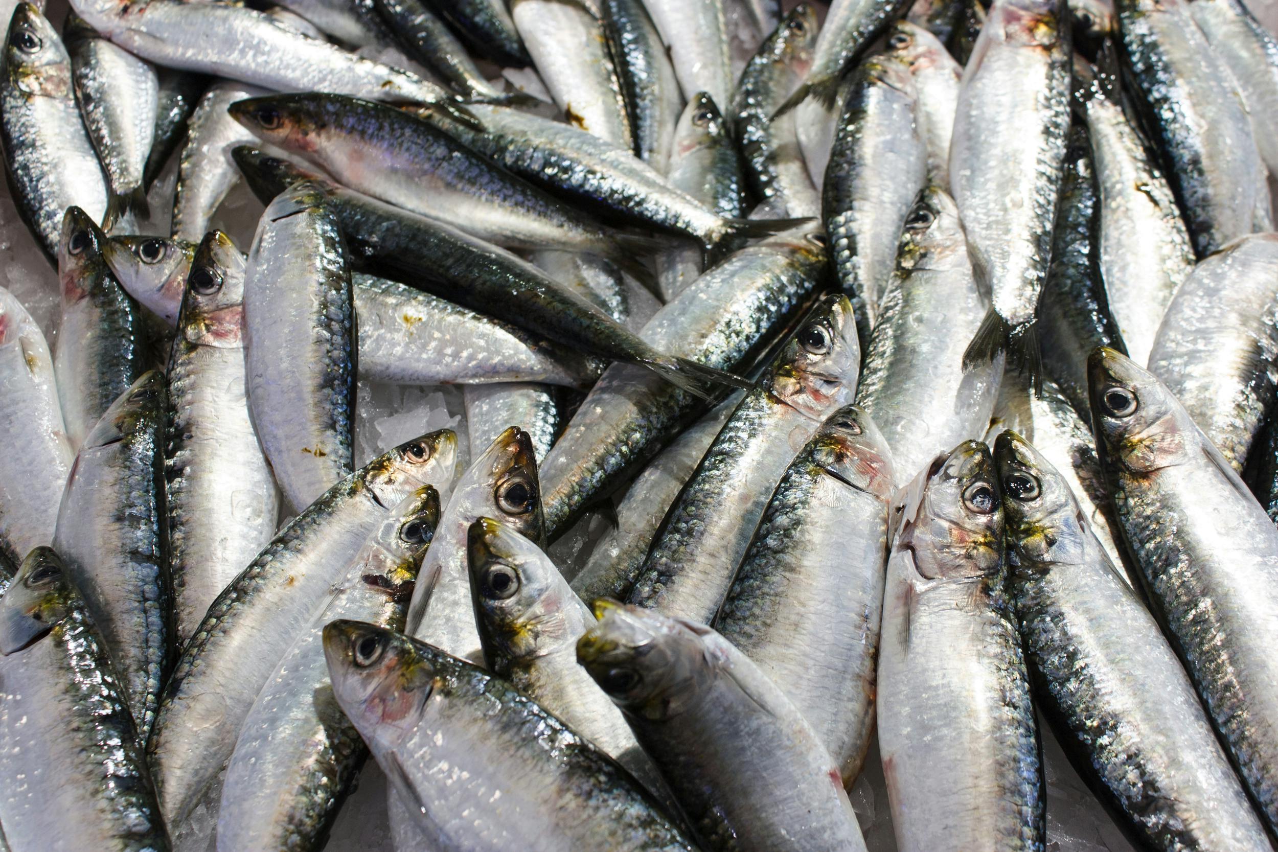Pacific Sardine Iwashi